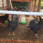 Chickens testing the new system